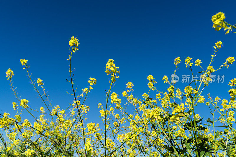 黄色的芥末花和蓝色的天空背景照片