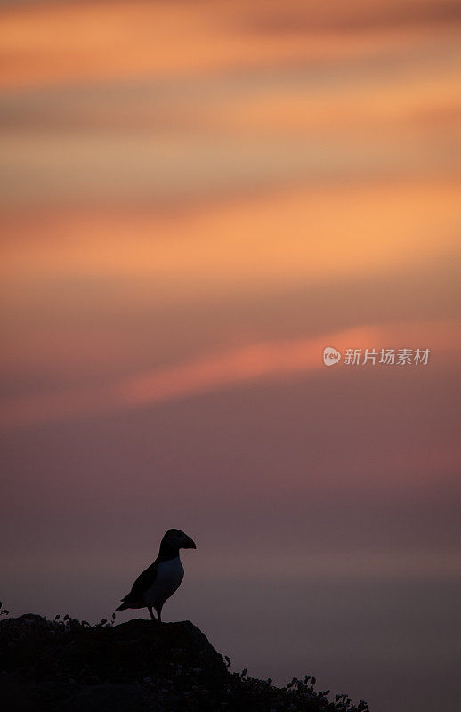 日落时的海雀