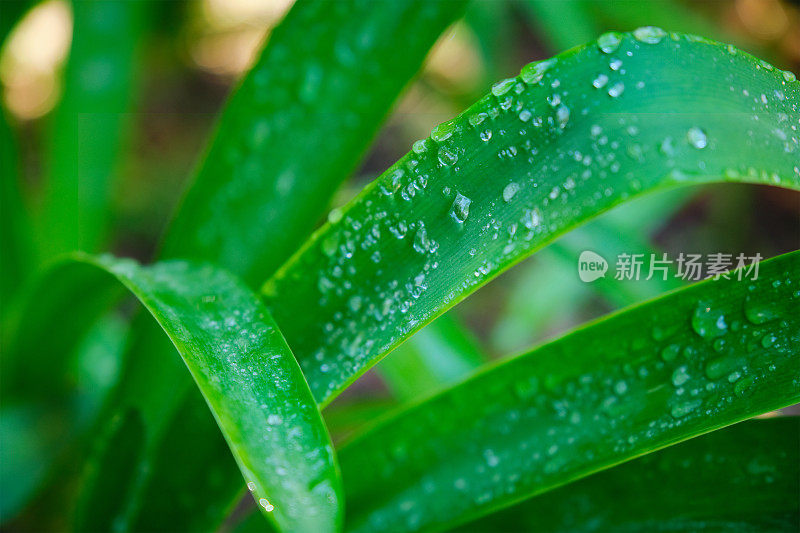 郁郁葱葱的绿草叶上挂着一滴滴水珠，在清晨的风里