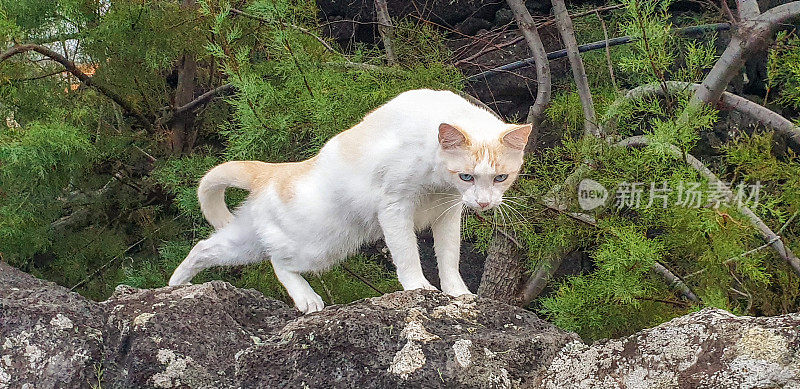 坐在亚速尔群岛火山岩石上的白猫