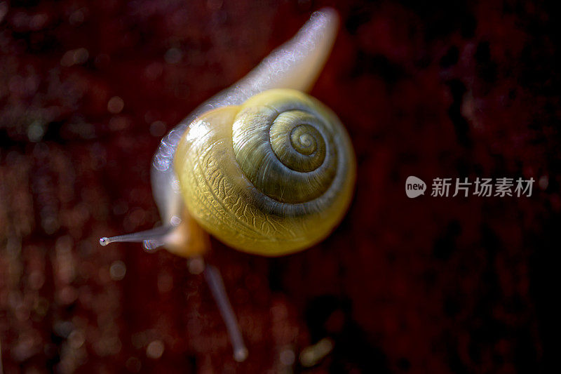明黄色蜗牛的微距镜头。白唇蜗牛或园带蜗牛(雪蕨属)。