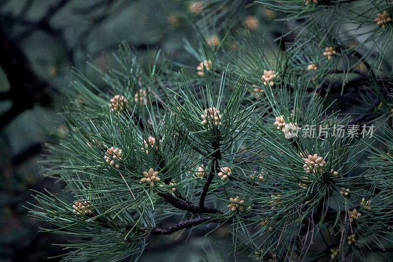 在美国西部的北美科罗拉多州，雨中的新鲜松果