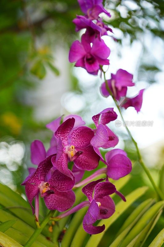 美丽的粉色兰花