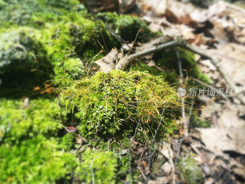 苔藓和树枝