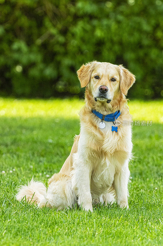 一只好奇的金毛猎犬歪着头坐在草地上