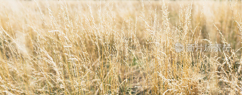 摘要软质植物白刺草的自然背景。潘帕斯草原上的草有模糊的散景，干燥的芦苇有波西米亚风格。秋天，毛茸茸的高草茎