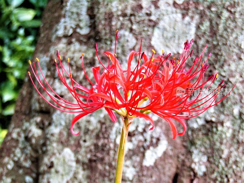 日本。9月。石蒜属花。