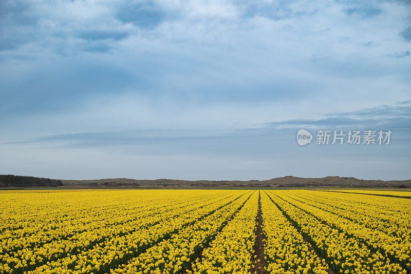 水仙花