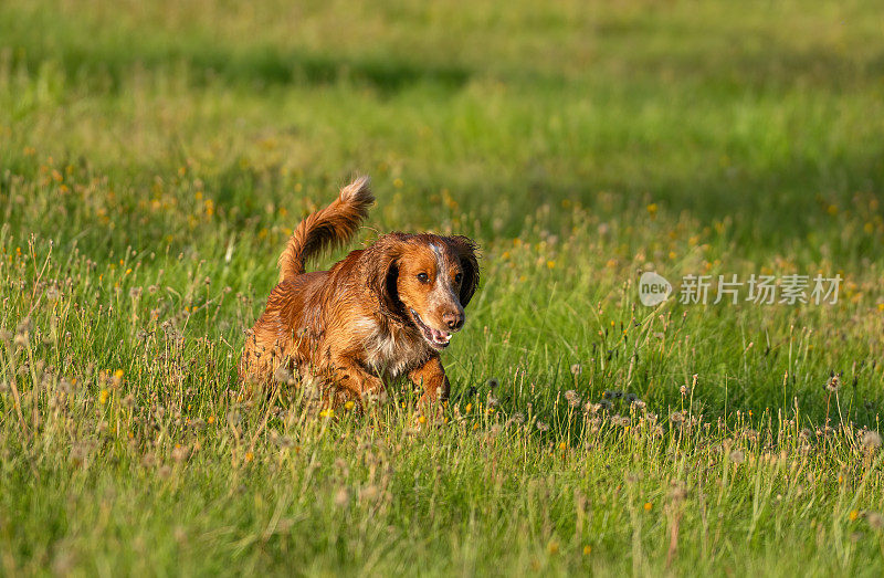 工作的可卡犬在草地上奔跑，挪威奥斯陆