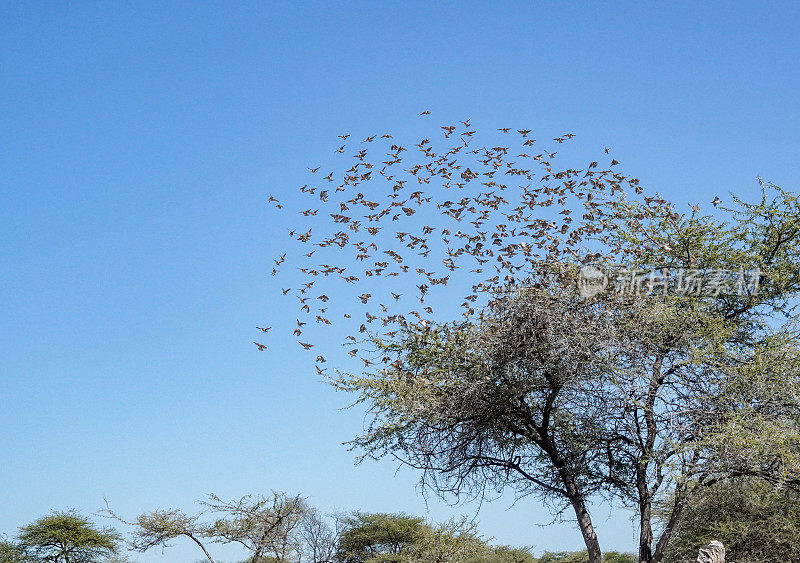 在纳米比亚库内地区的埃托沙国家公园里，红嘴Quelea