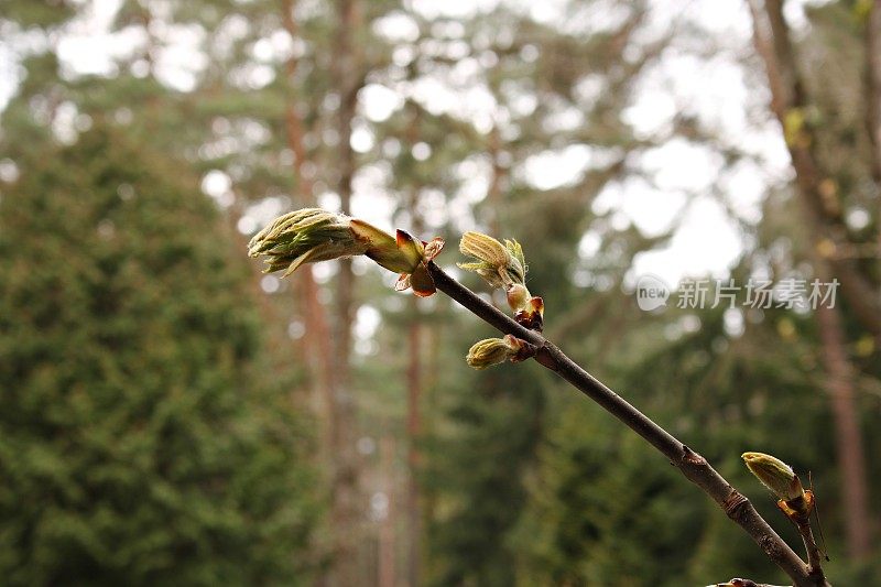 栗树上又大又美的芽在早春出现