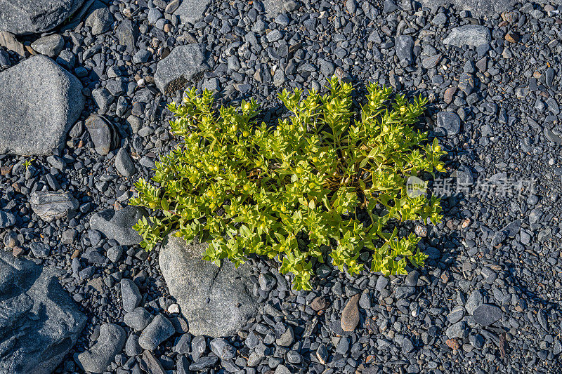 石竹属植物，石竹科的海沙草或海边沙植物。海繁，海刺草，沙滩沙草，沙滩绿草和马齿苋。威廉王子湾;阿拉斯加;楚加奇国家森林。