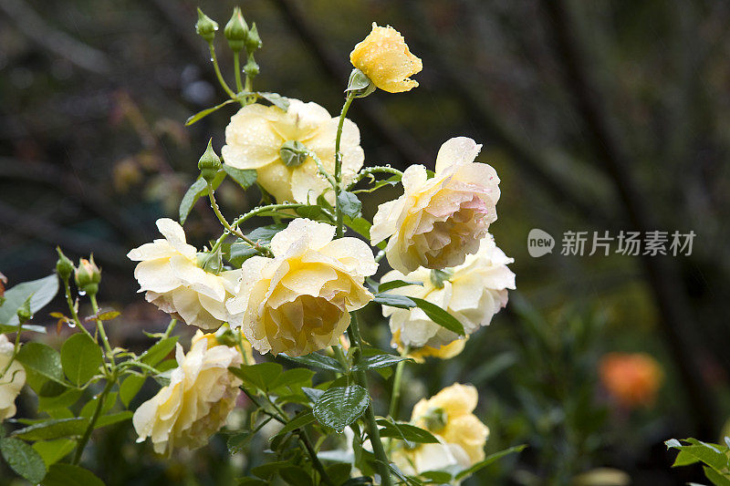 雨中的黄玫瑰花园