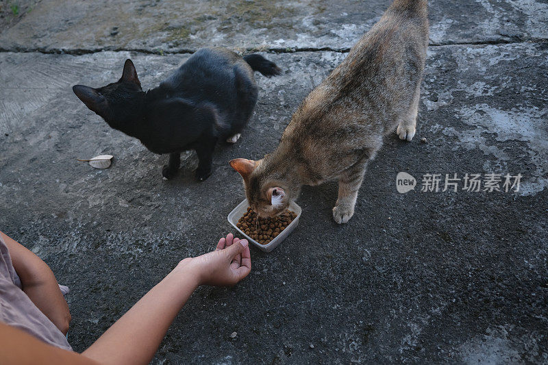 一个不知名的女人在街上给流浪猫喂食
