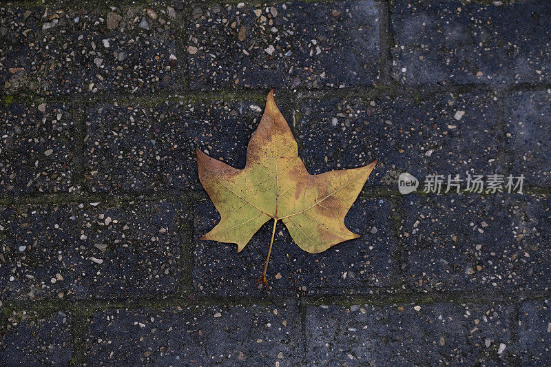地上的一片干叶子