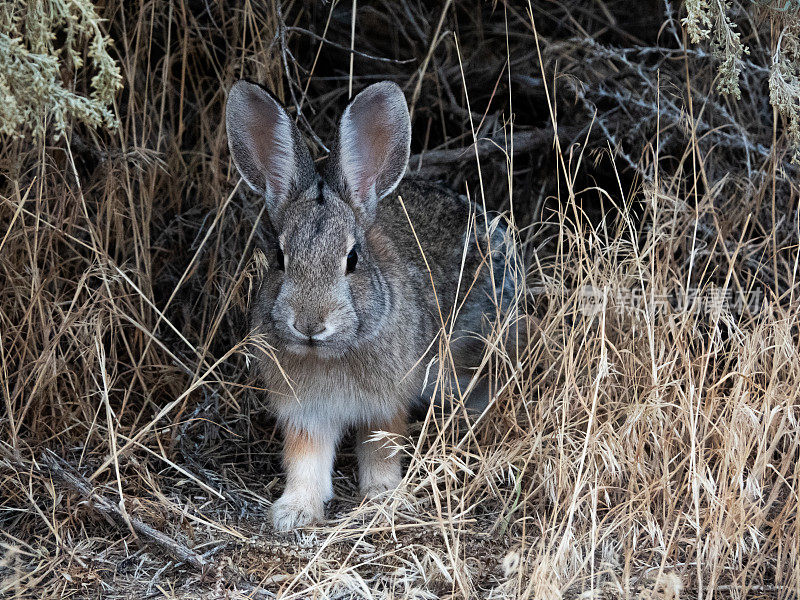 一只孤独的棉尾兔在棕色的沙漠草地上的特写。