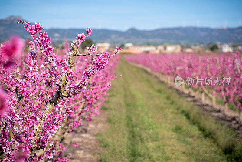 里贝拉德埃布罗的桃树盛开，各种各样的果树盛开，背景是一座山。位于西班牙加泰罗尼亚地区
