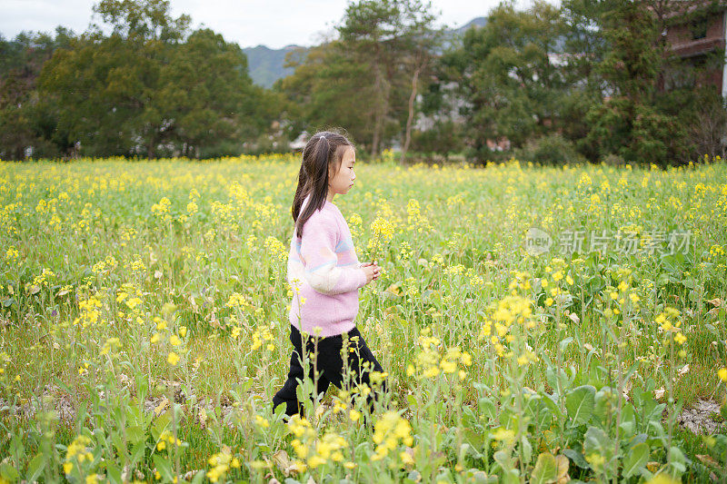 油菜地里的小女孩