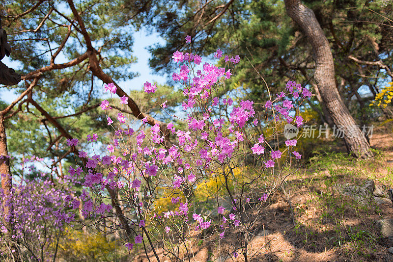 韩国首尔盛开的杜鹃花