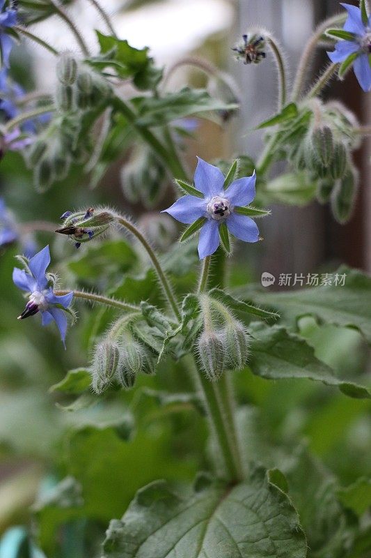 可爱的星形蓝色琉璃苣花