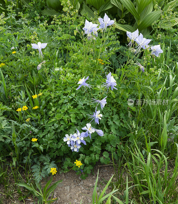 科伦拜恩开花