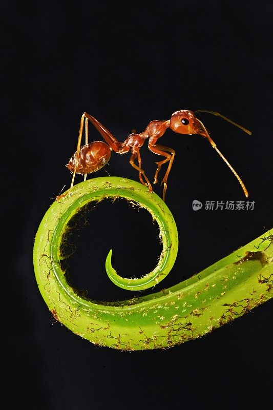 蚂蚁爬弯燕窝蕨叶-黑色背景。