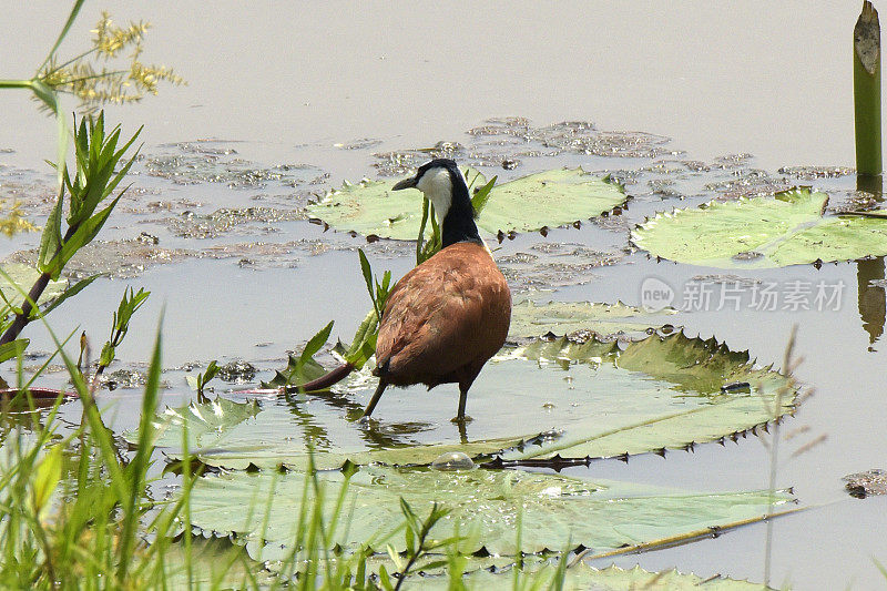 非洲水雉