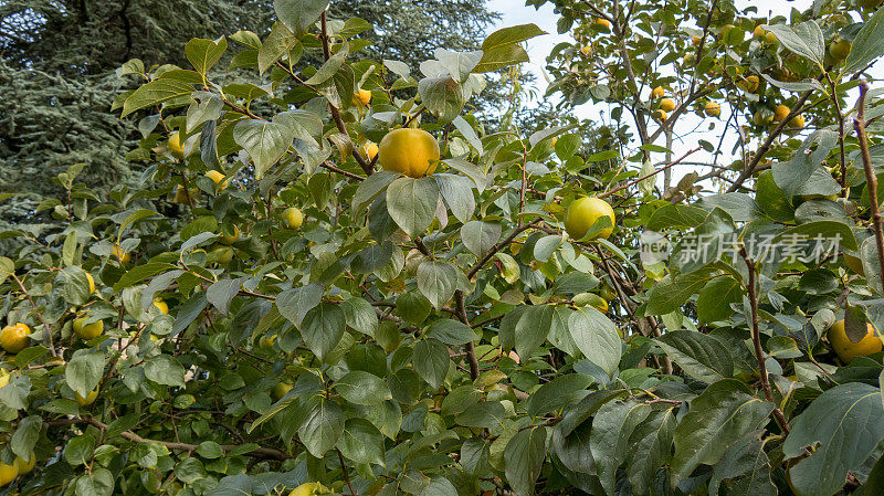 Kakibaum(龙葵)