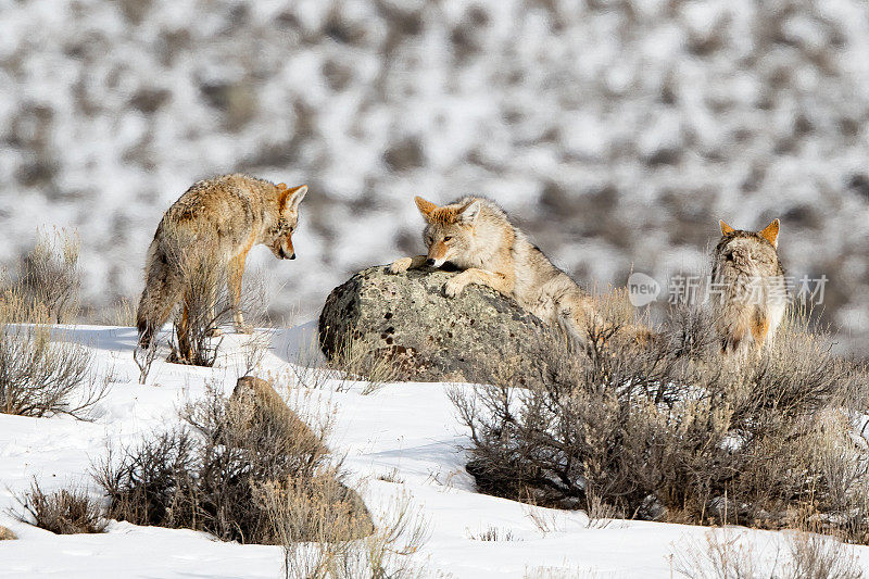 北美美国西部怀俄明州黄石生态系统中，土狼与躺在岩石上的雌狼交配