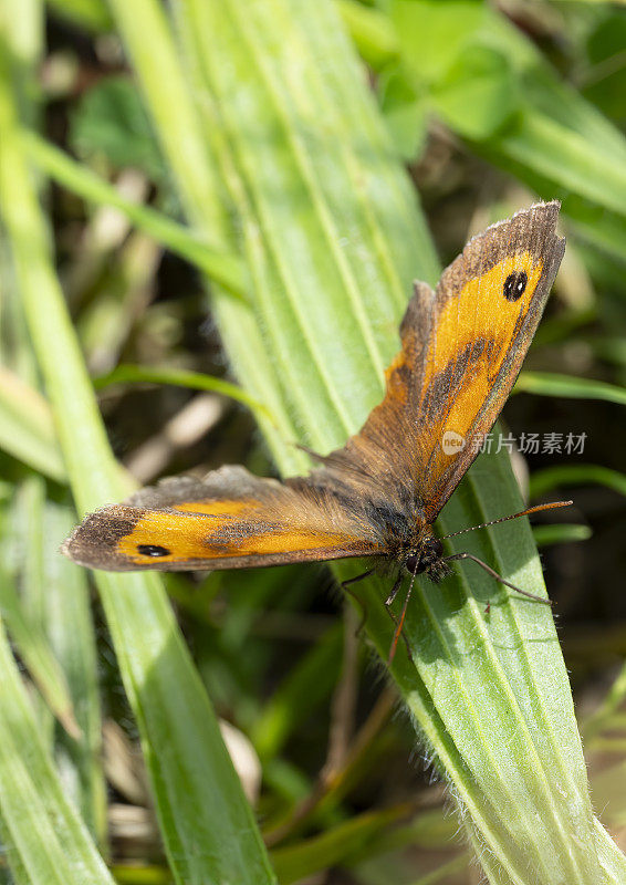 自然保护区草地上的守门人蝴蝶