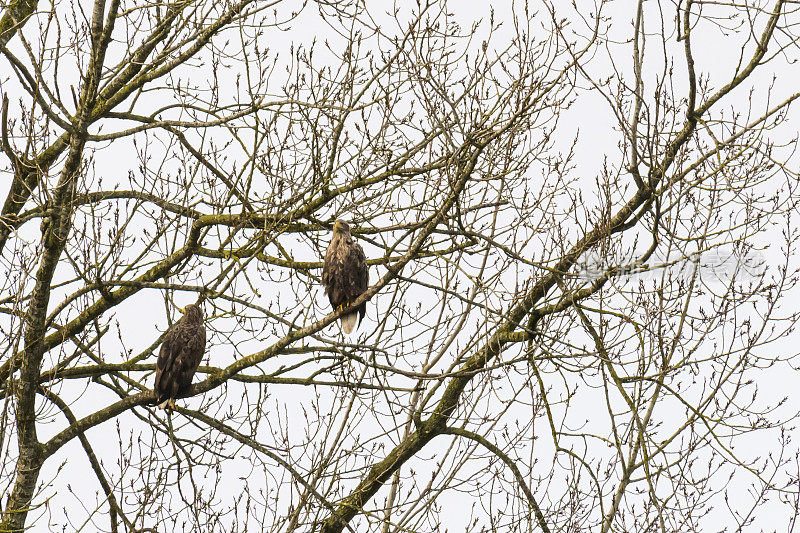 白尾鹰或海鹰一对高高地坐在树上