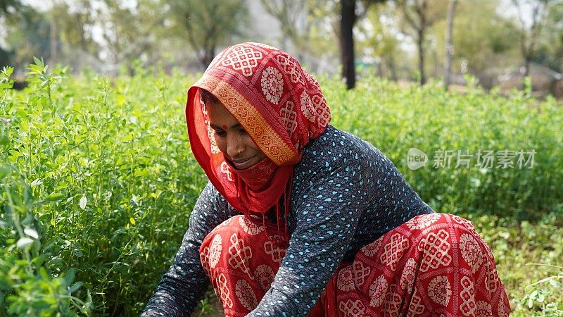 一位印度农妇在田间劳作，用割草机收割苜蓿。