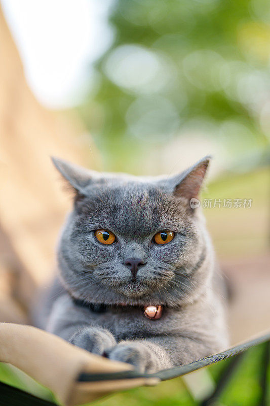 一只可爱的灰猫坐在公园里的野营椅上，看着镜头，背景是模糊的绿色自然。