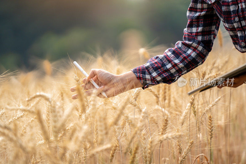 农民拿着药片和笔在农场里用现代技术检测大麦的质量，技术理念