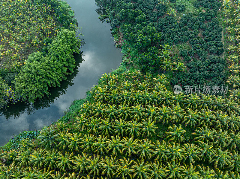 椰子树田的俯视图