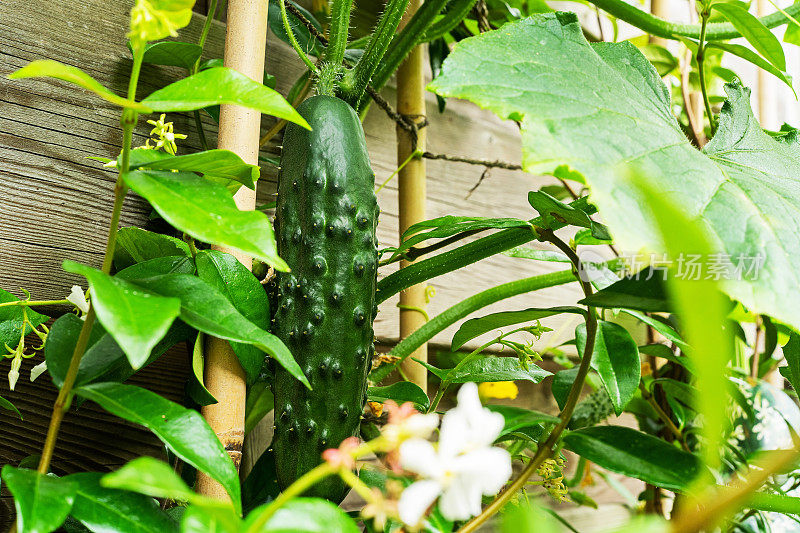 黄瓜在植物上，准备收获。