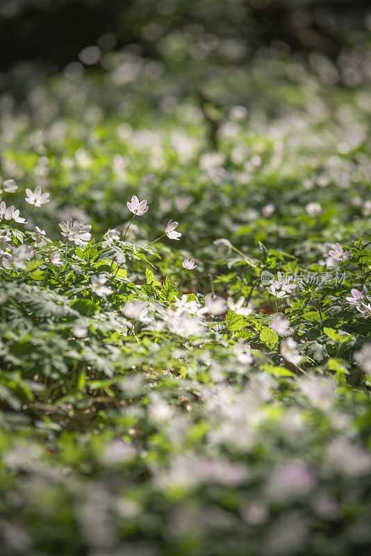 森林中的木银莲花(银莲花属)