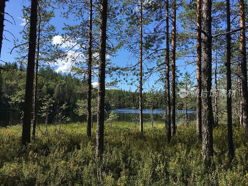 芬兰湖美丽的夏季荒野自然