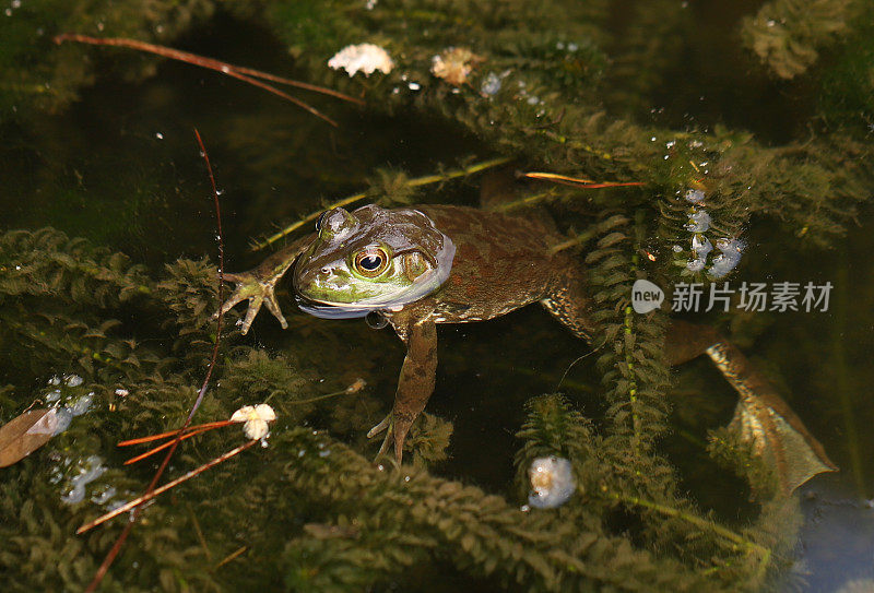 青蛙坐在池塘里