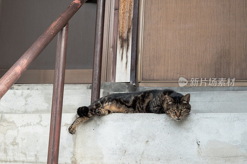 一只猫躺在日本人家门前的楼梯上