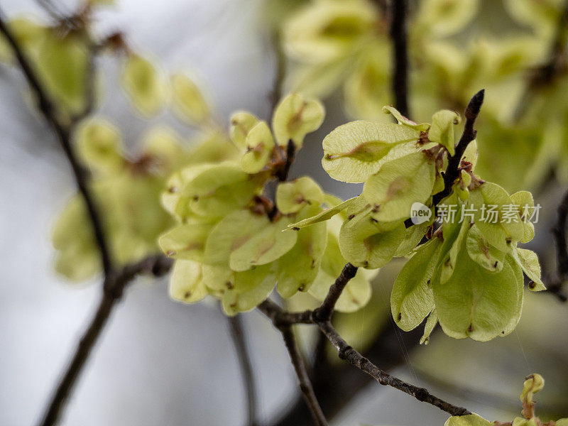 榆树开花