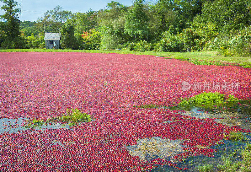 蔓越莓收获季节