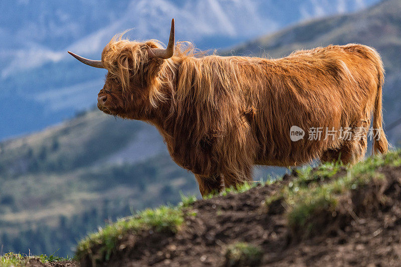 牦牛肖像:牛在自由地吃草
