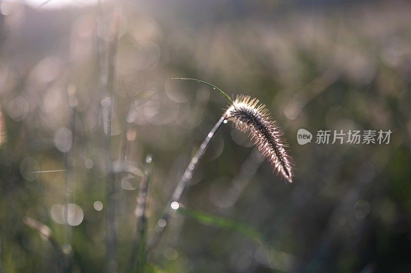 小草花伴阳光，美丽散景背景