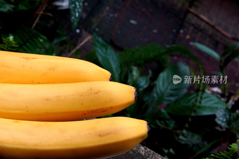 成熟的水果香蕉