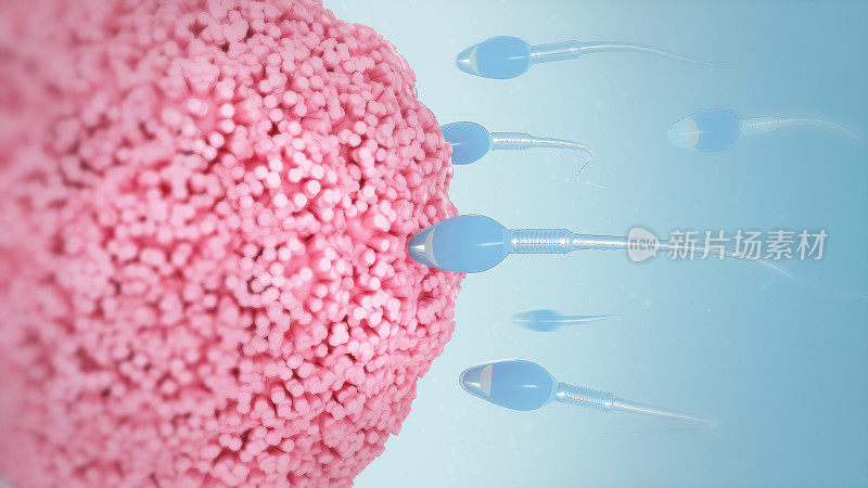 精子和卵细胞