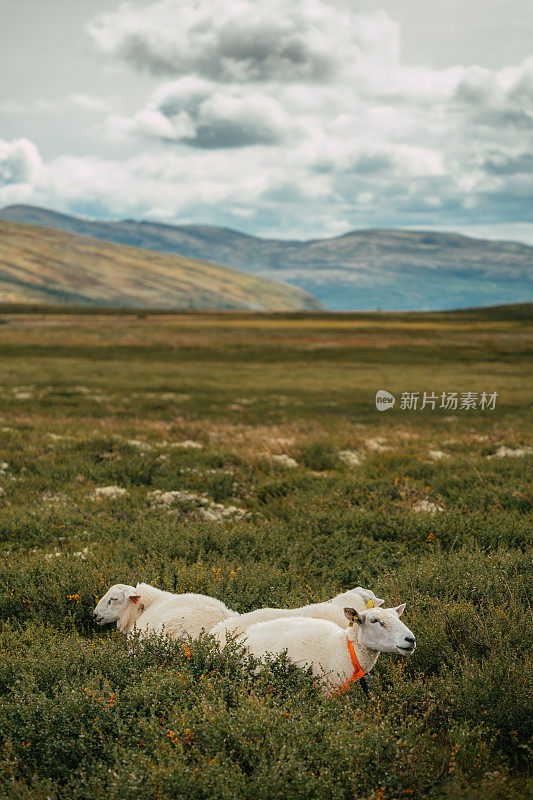 探索荒野。神秘的山地景观。在草地上吃草的羊