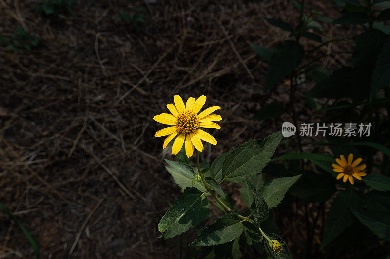 春天的花。自然公园景观。绿叶植物背景。旅游、度假。