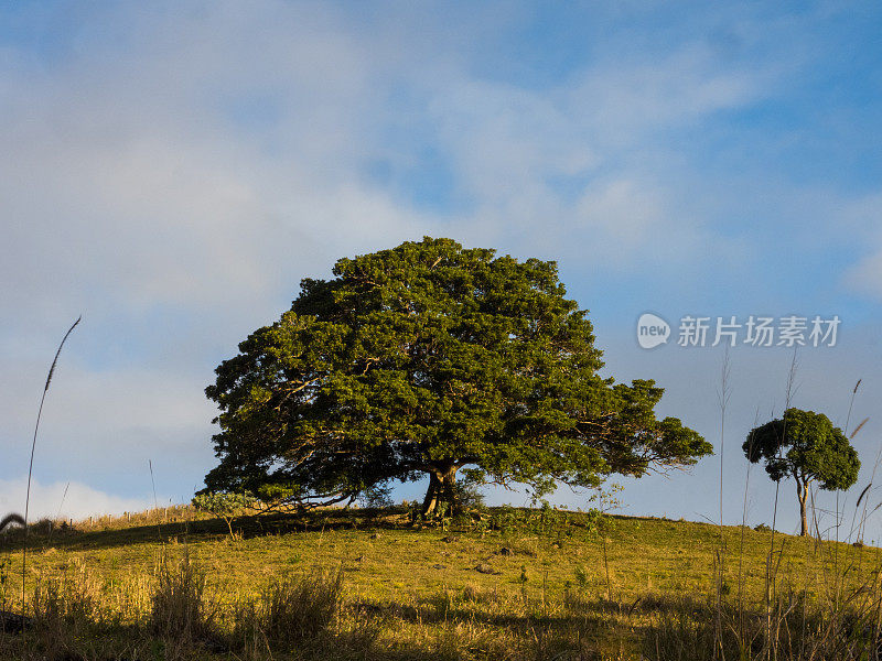 莫顿湾无花果树