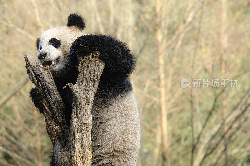 成都大熊猫正在爬树